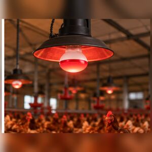 OSRAM Ledvance 250 Watt infrared Ampul Kırmızı 3 Adet